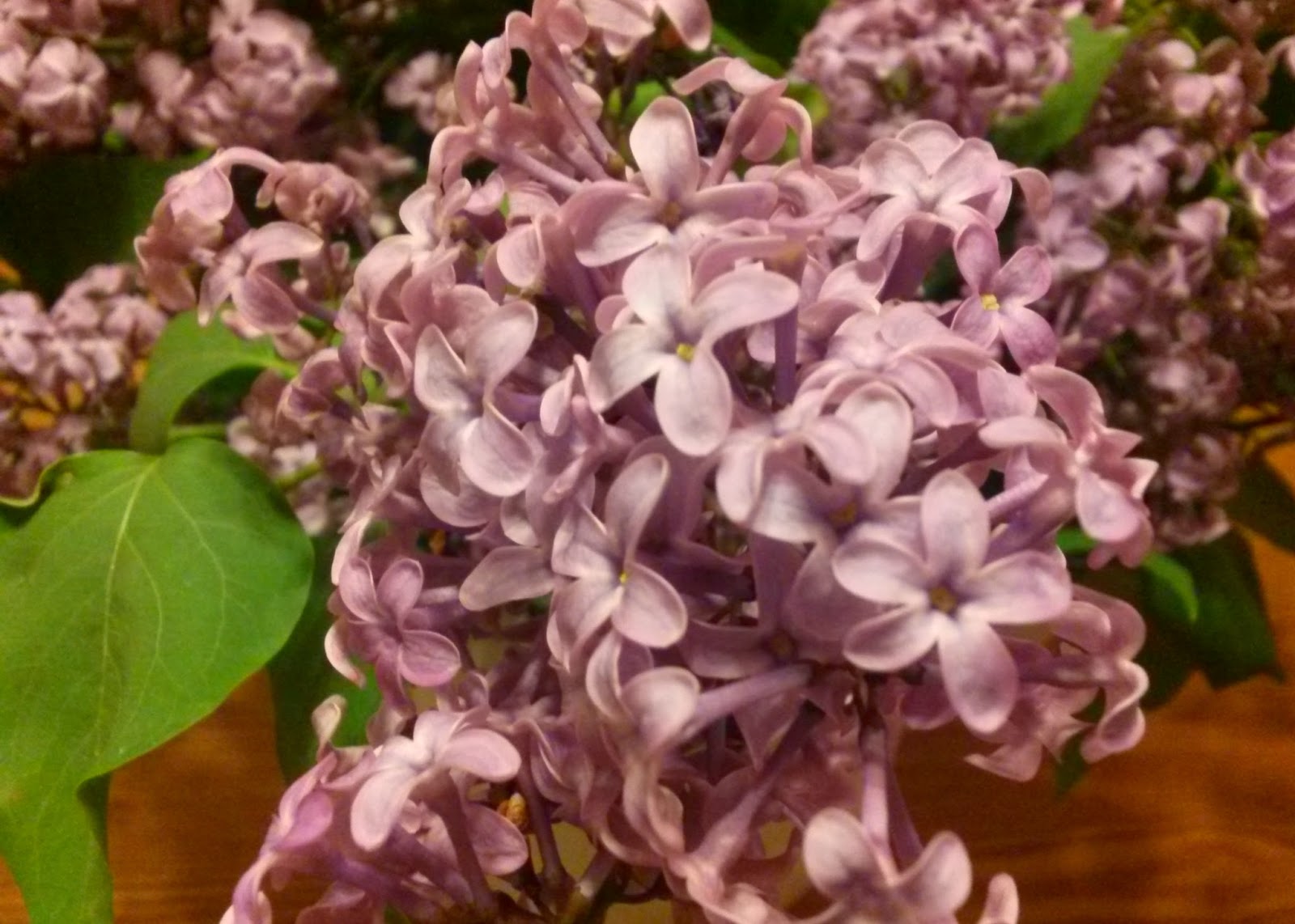 Lilac Trees And Shrubs In Flower Syringa Vulgaris