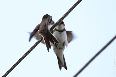 Береговая ласточка. Sand Martin. Riparia riparia