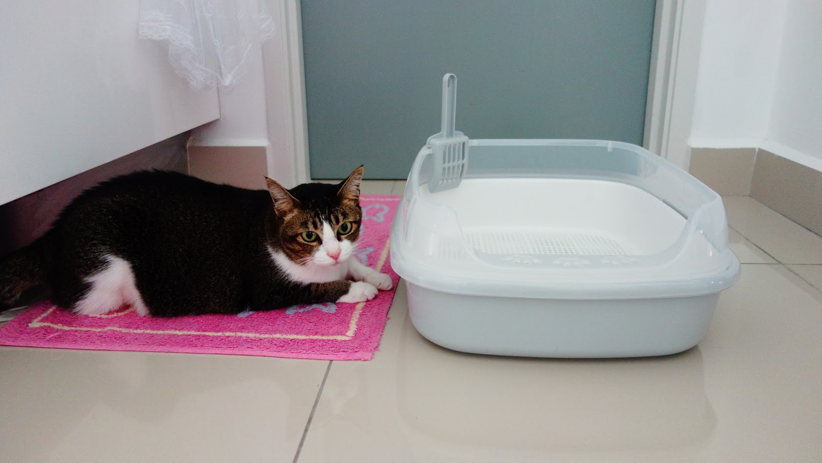 New Cat Litter Box from ezbuy Lawless Star