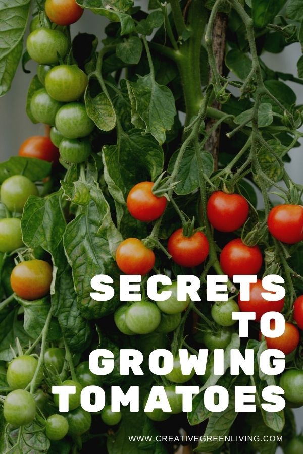 Tomato Growing Secrets to Help You Get The Most, Biggest, and Best