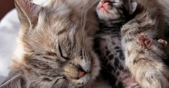 Mimpi Kucing Beranak 5 Erek erek mimpi kucing mati.