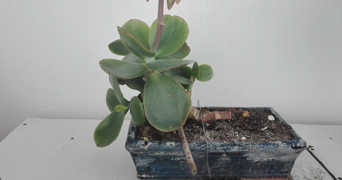 Bonsai Kalanchoe thryrsiflora