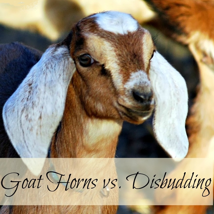 Goat Horns: to Disbud or Not to Disbud? - Oak Hill Homestead