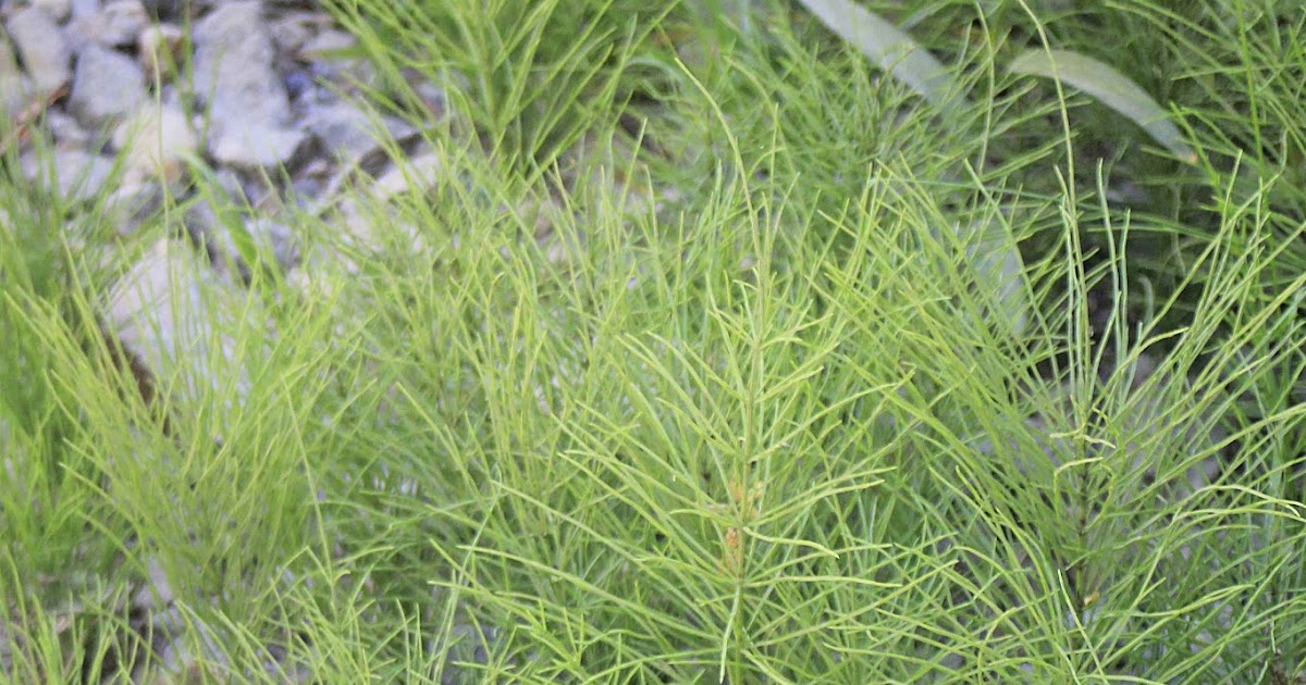 Camissonia's CA Native Plant Life List Equisetum arvense