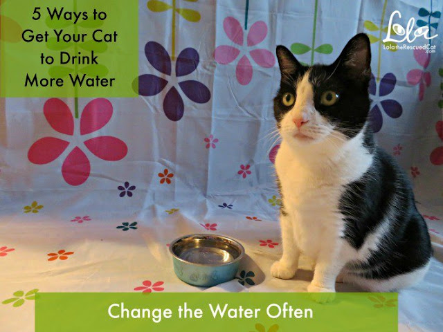 Five Tips to Get Your Cat to Drink More Water