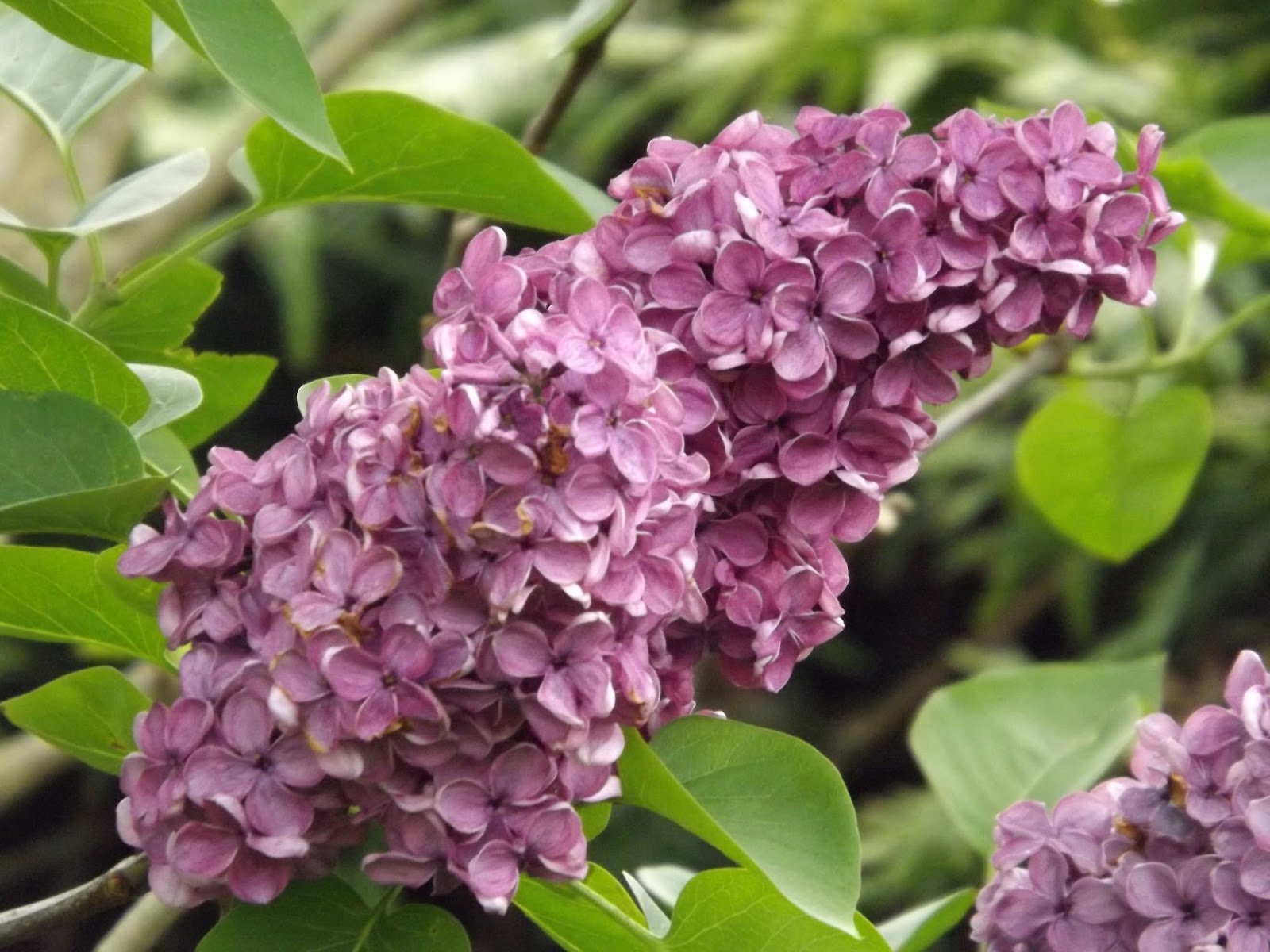 Chambres D Hotes Au Jardin Des Violettes Lilas Syringa Macrophila