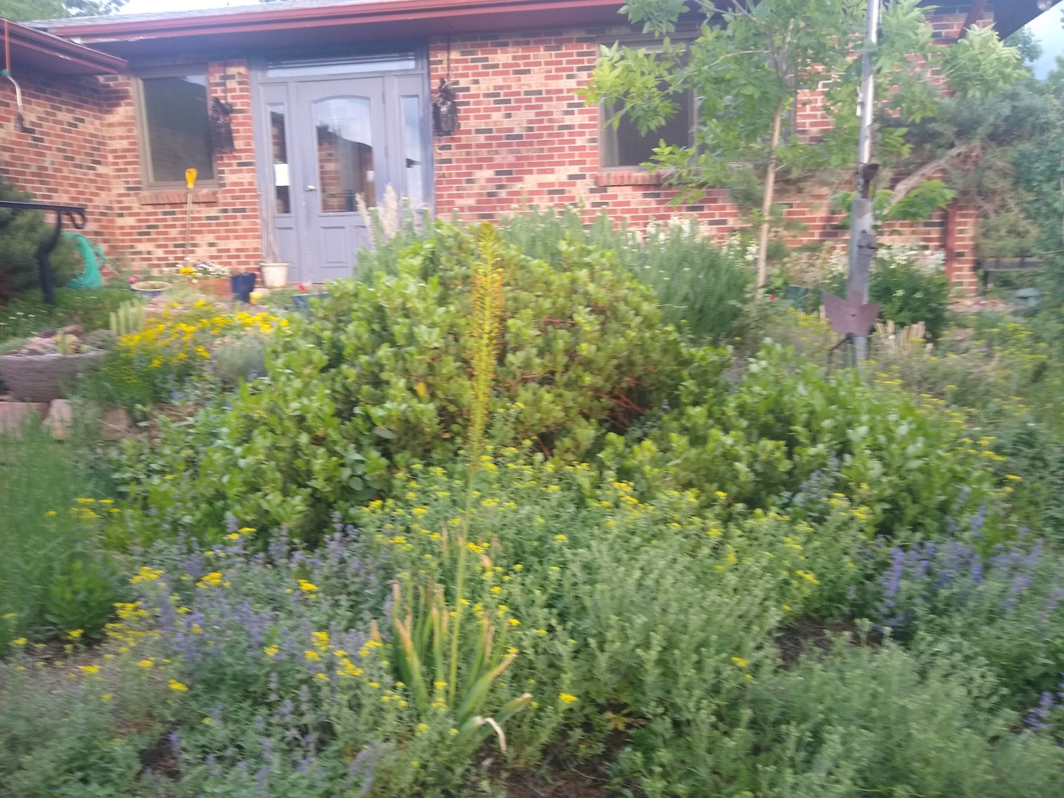 Prairiebreak Colorado Native Plant Society tour, June 5, 2021