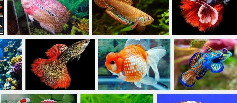 Jenis Ikan Hias Cantik dan Murah? Berikut Beberapa Nama dan Gambarnya