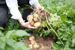 How to Starting a Potato Farming Business