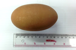 maleo egg bird fly wikimedia moment commons hatches