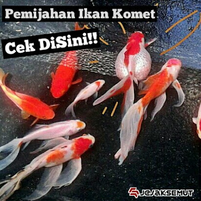 cara pemijahan ikan komet