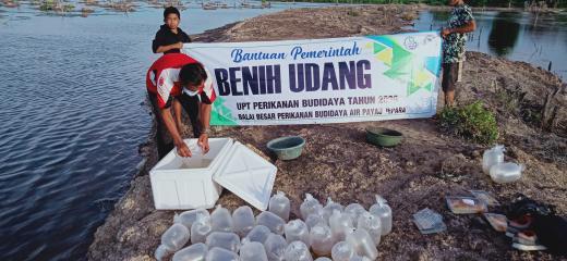 KKP Bantu Benih Udang Windu Pastikan Peningkatan Pembudidaya Kecil