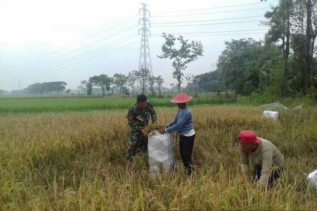 Babinsa Koramil 23/Ceper Tidak Lelah Bantu Petani Panen Padi