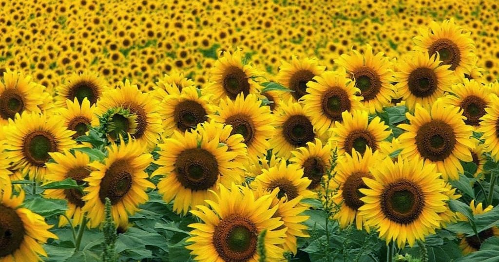 Pipas: un cl&aacute;sico que se instal&oacute; en los kioscos