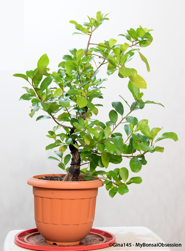 My Bonsai Obsession Ficus Natalensis Fusion Project