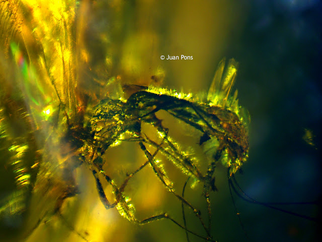 Insect inside a piece of amber from Mexico under the microscope.