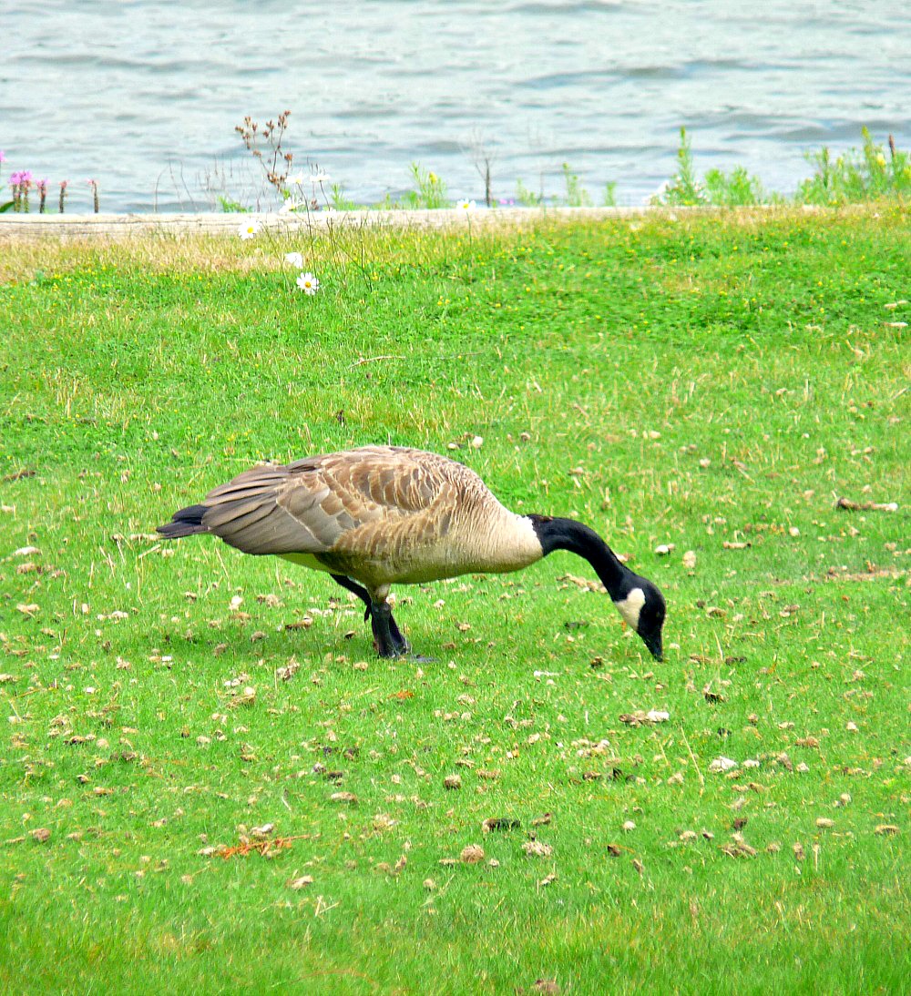 Losing Our Shore to Lake Superior + Learning to Care for Our Lawn and