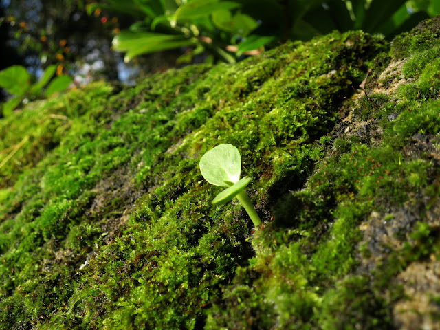 Seedling on mossy wall. 2nd November 2020 Seedling on mossy wall. 2nd November 2020