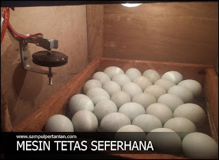 Periode Masa Inkubasi Telur bisa menetas dengan mesin tetas telur