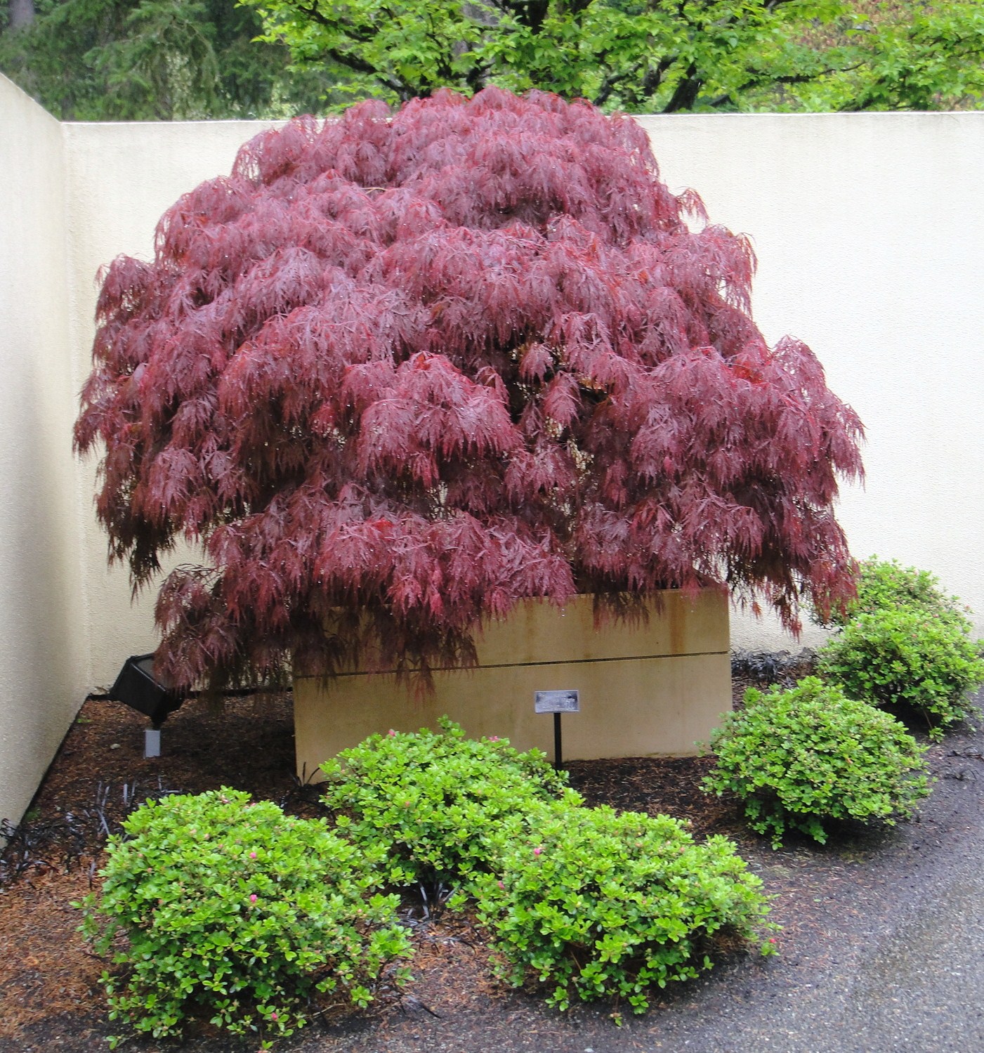 GardenEnvy Bonsai In Seattle Small Trees, Big Impact