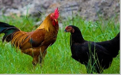 Ayam peliharaan / unggas (gallus gallus domesticus) - berbagaireviews.com