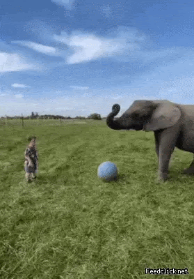 코끼리와 놀아주기