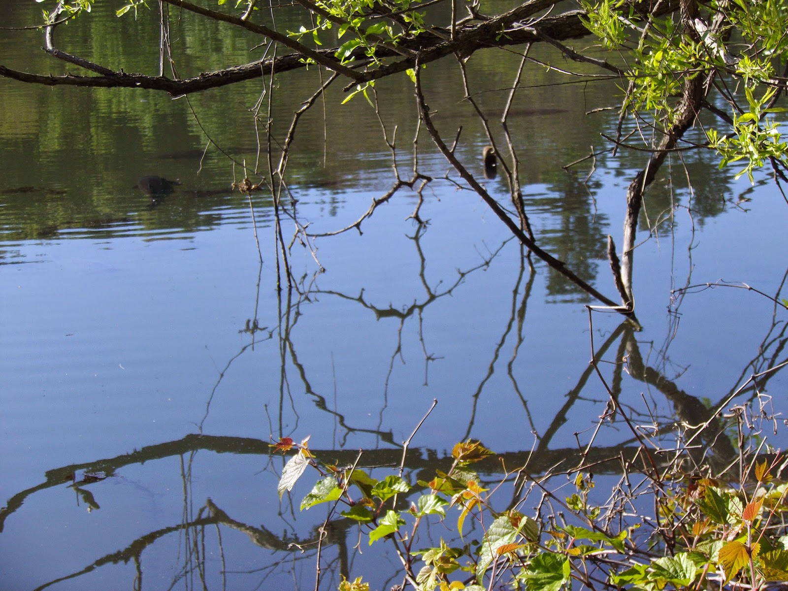 The Great Lakes of NYC Saw Mill River fly fishing
