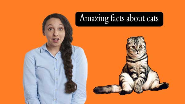 Amazing facts about cats are unknown to many