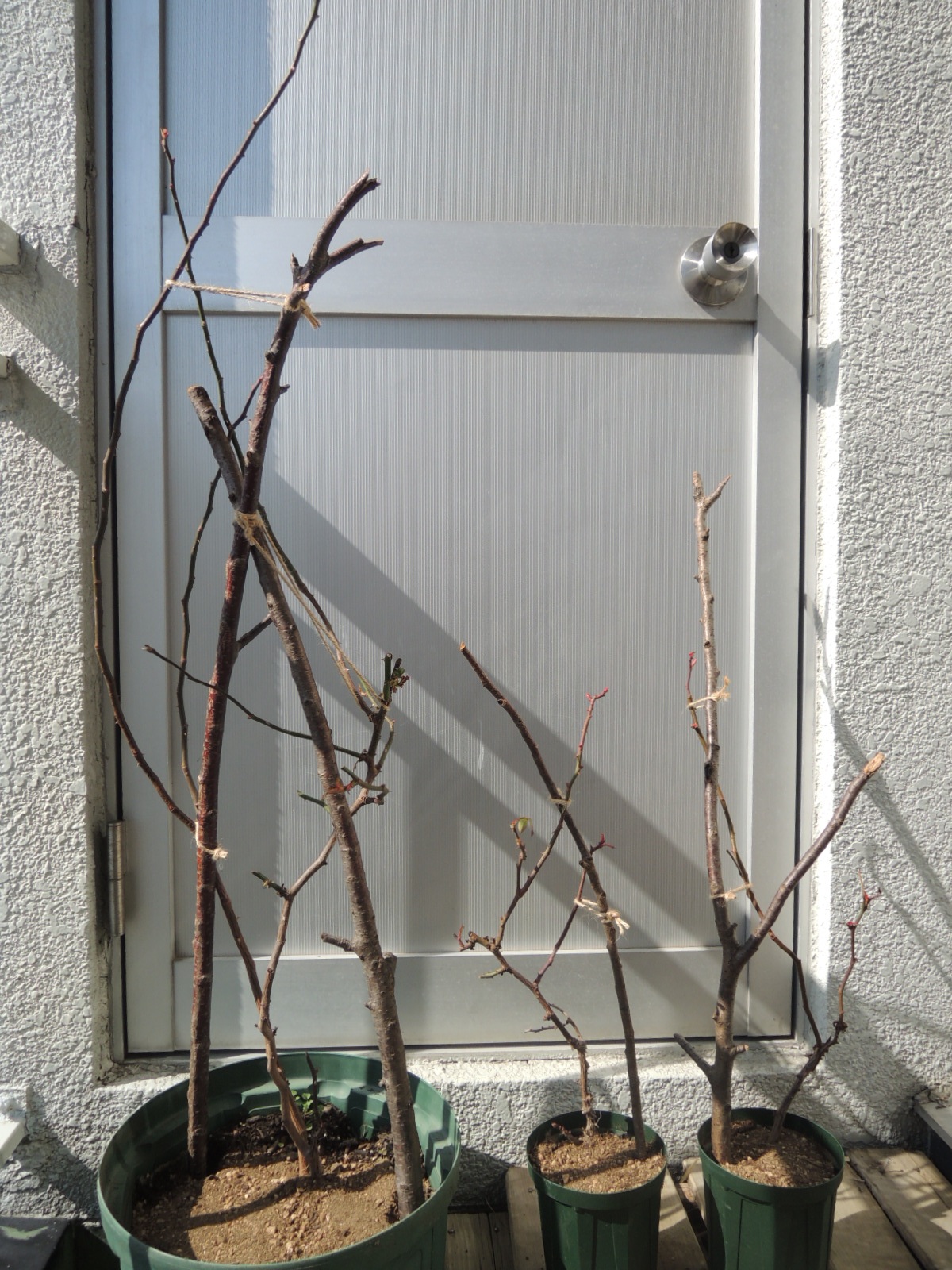 橋本亜希子のブログ その続き ジャガイモでバラの挿し木