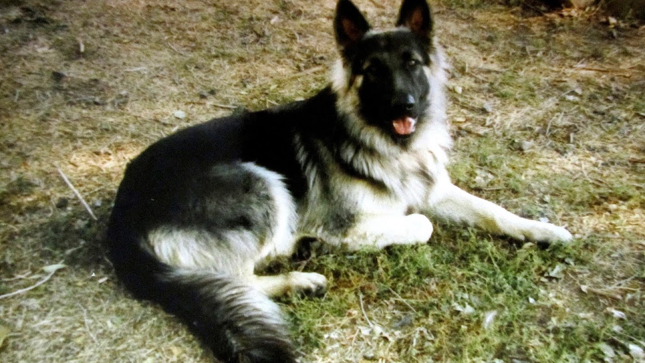 Silver And Black German Shepherd German