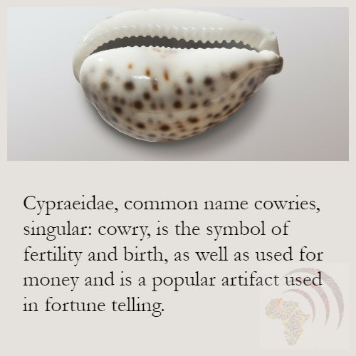Cowry Shells What is it Types of cowrie Spiritual Meaning  Symbolism   Rudraksha Ratna