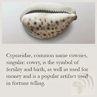 Cowrie Shells What Are They