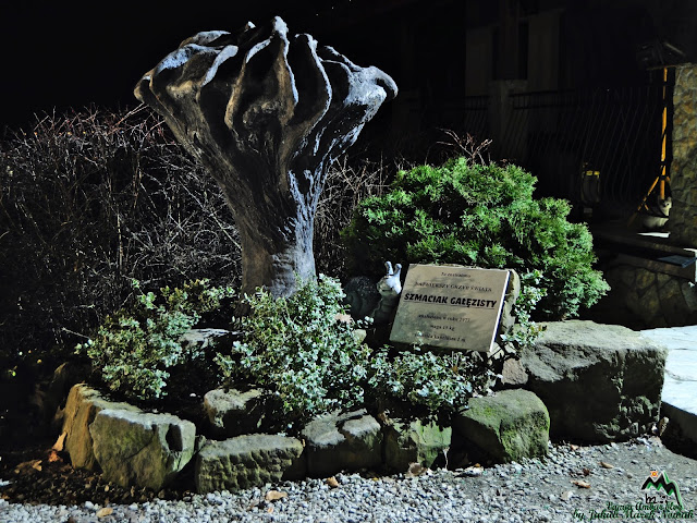 Najwiekszy Grzyb Na Swiecie Znaleziono Go W Hiszpanii Wp Turystyka