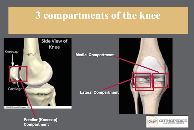 Knee Joint- Compartments