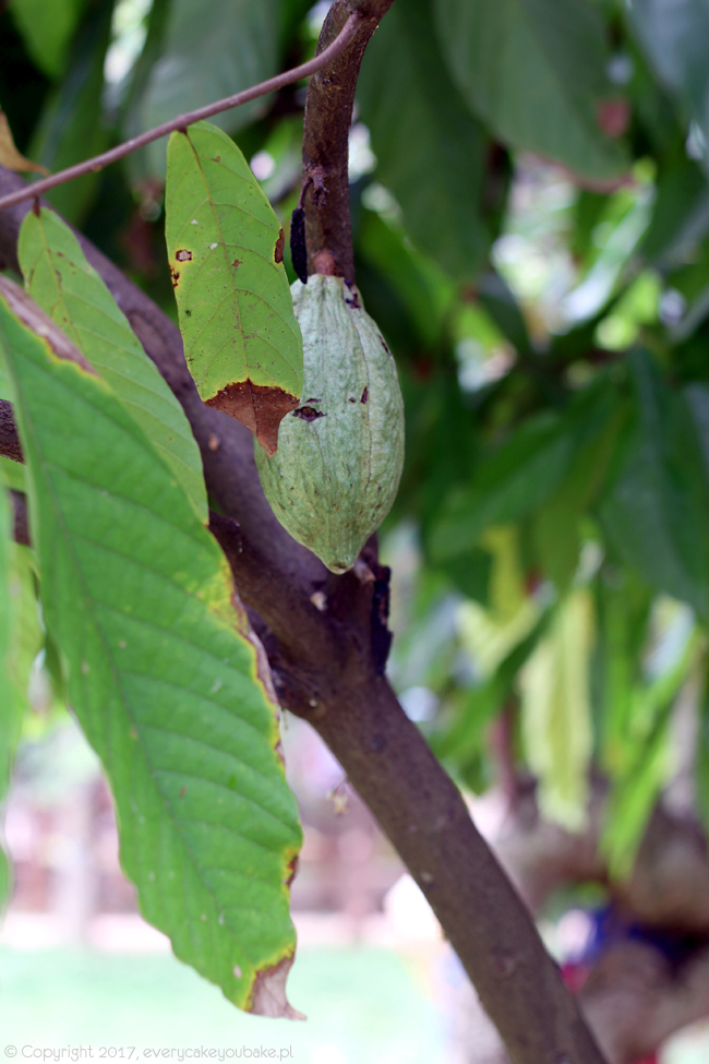 owoc kakaowca na Sri Lance