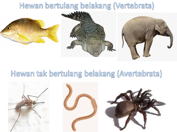  Hewan  vertebrata  dan avertebrata lengkap
