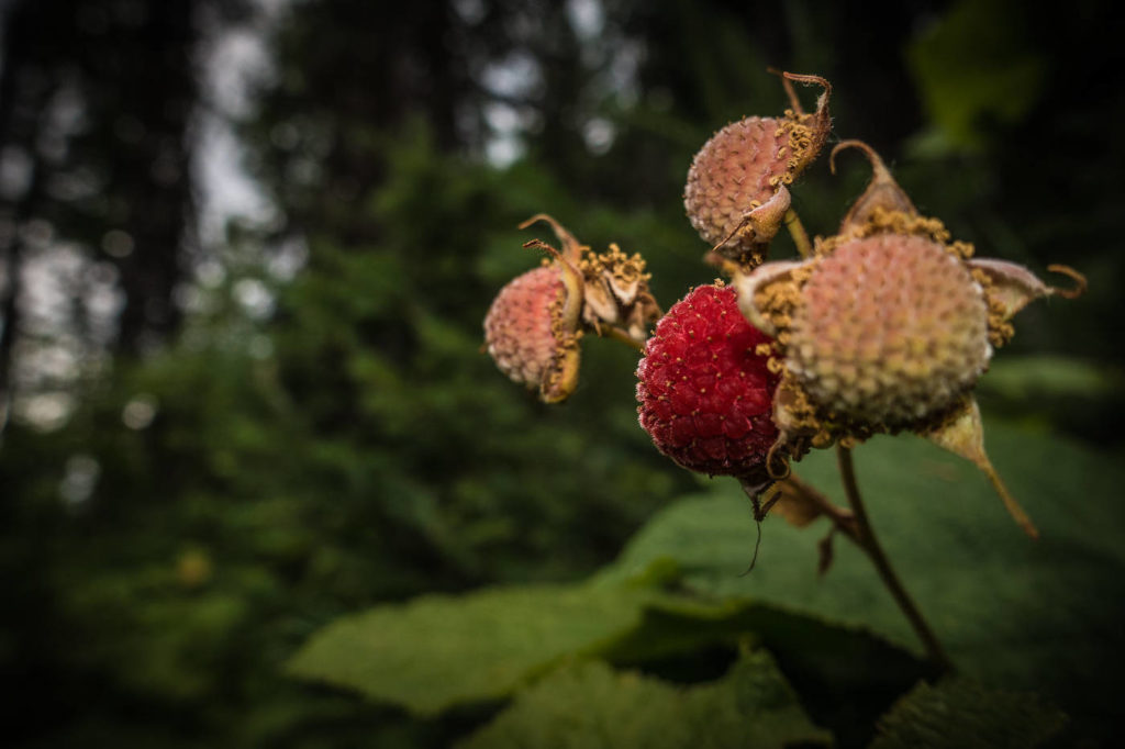 Thimbleberry - A Short Guide to this Marvellous Plant