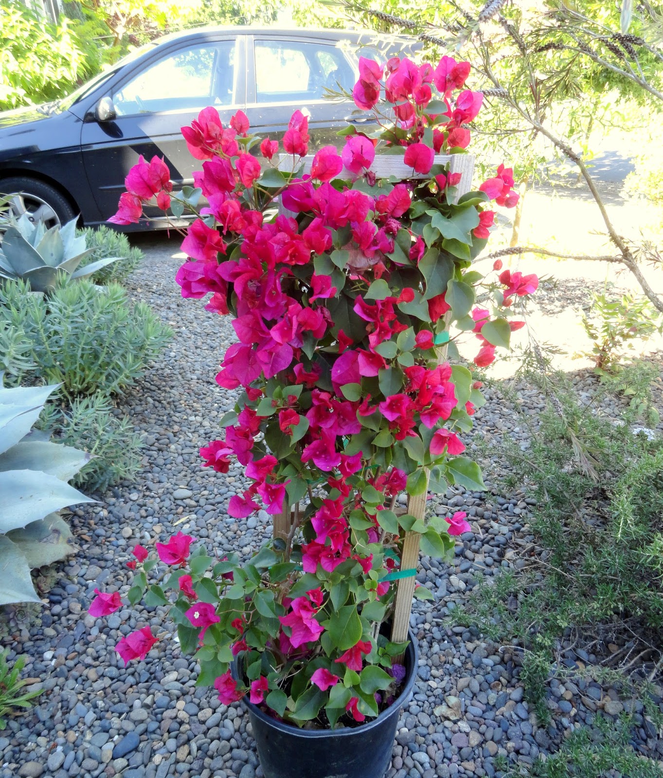 Potted Bougainvillea