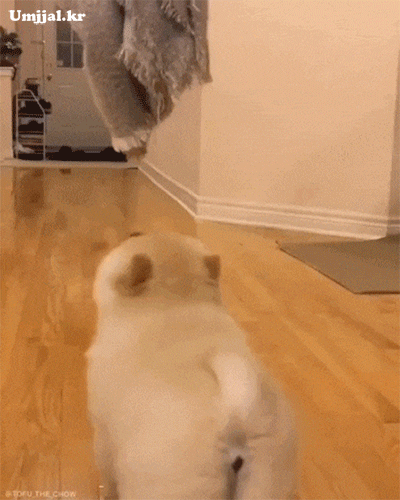 umjjal_kr_234.gif