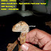 Pipa Rokok Fosil Akar Bahar Ukir Burung 2 by: IMDA Handicraft Kerajinan Khas Desa TUTUL Jember