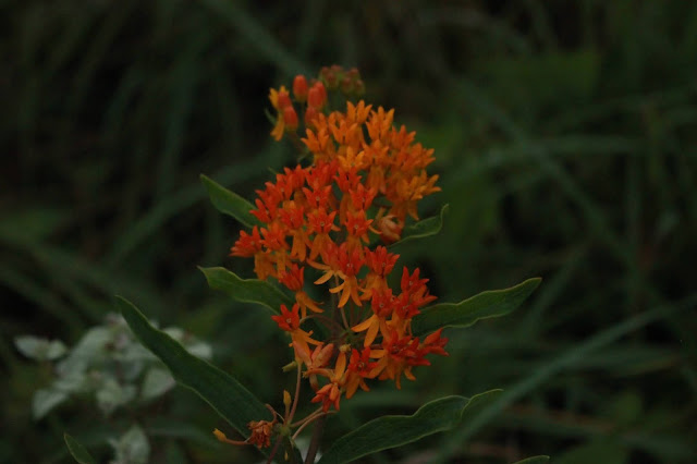 red orange cluster of butterfly weed
