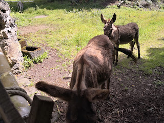 PORTUGAL / Quinta do Martelo, Ilha Terceira, Açores, Portugal