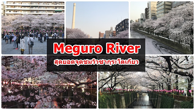 Tokyo Cherry Blossom Spot Meguro River