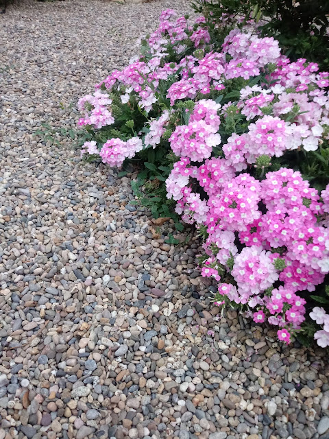 Flores de verbena de color rosa en el jardín