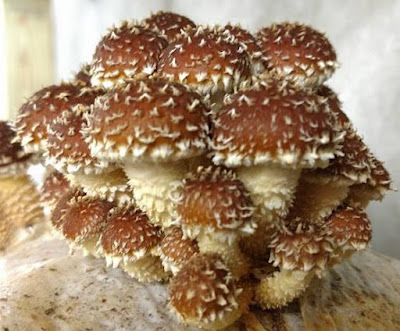 Buy Chestnut Mushroom Online