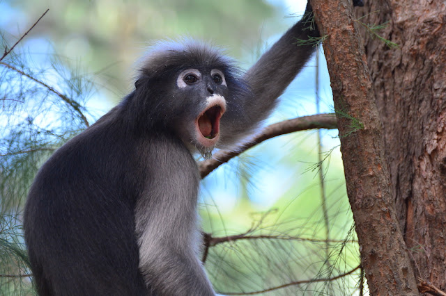 Trachypithecus obscurus Trachypithecus obscurus