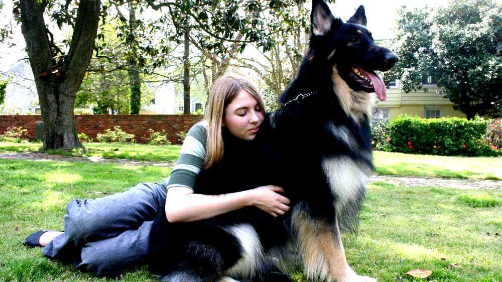 grey sable shiloh shepherd
