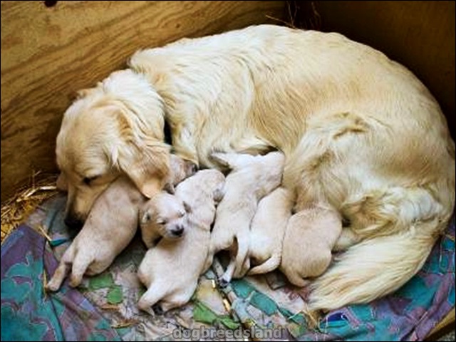 Golden Puppies mummy milk feed