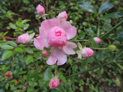 bouton de rose