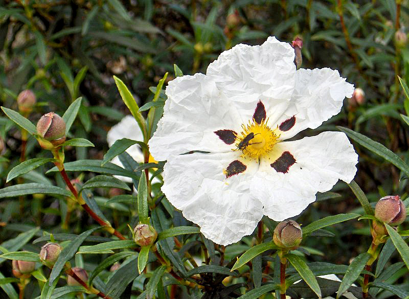 Entre flores y abejas Jara